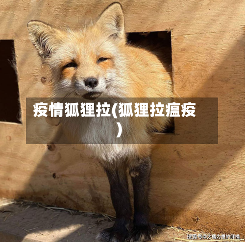 疫情狐狸拉(狐狸拉瘟疫)-第2张图片