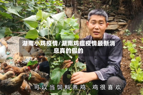 湖南小鸡疫情/湖南鸡瘟疫情最新消息真的假的-第3张图片
