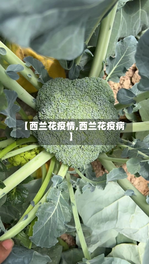 【西兰花疫情,西兰花疫病】-第1张图片