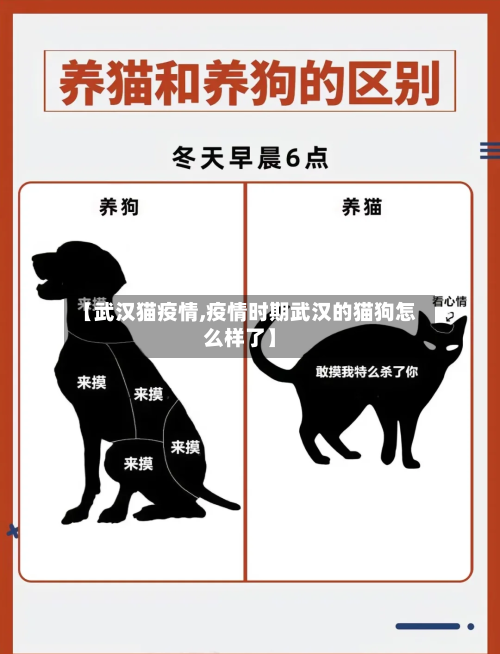 【武汉猫疫情,疫情时期武汉的猫狗怎么样了】-第3张图片