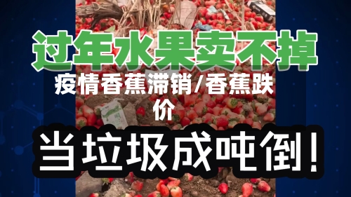 疫情香蕉滞销/香蕉跌价-第1张图片