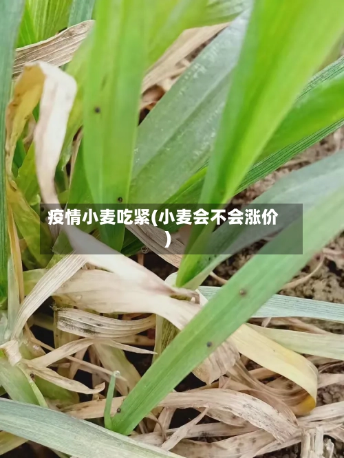 疫情小麦吃紧(小麦会不会涨价)-第2张图片