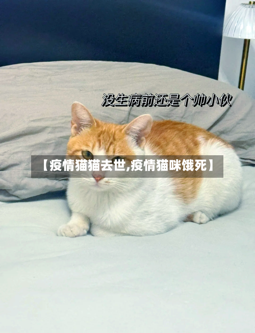 【疫情猫猫去世,疫情猫咪饿死】-第1张图片
