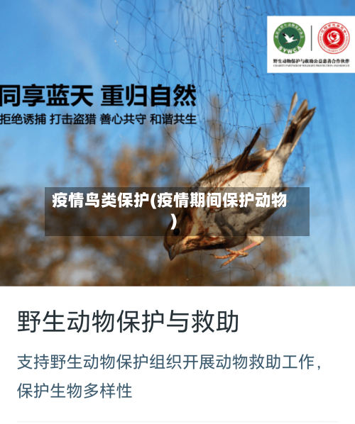疫情鸟类保护(疫情期间保护动物)-第1张图片