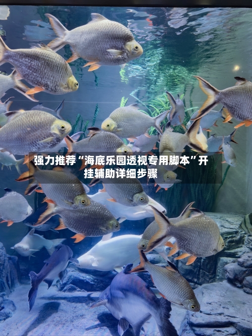 强力推荐“海底乐园透视专用脚本	”开挂辅助详细步骤-第2张图片