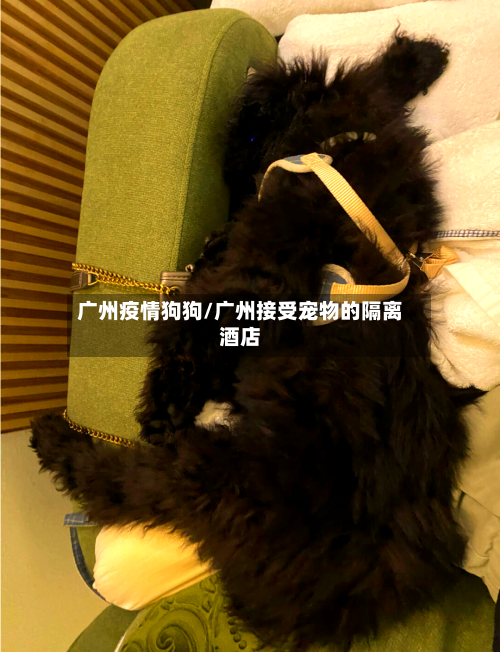 广州疫情狗狗/广州接受宠物的隔离酒店-第1张图片