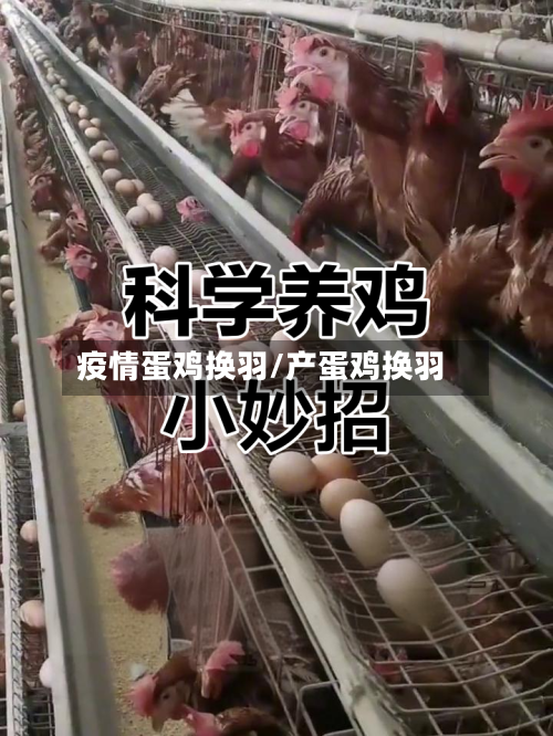 疫情蛋鸡换羽/产蛋鸡换羽-第2张图片