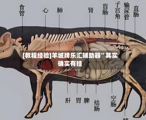 [教程经验]羊城牌乐汇辅助器	”其实确实有挂-第2张图片