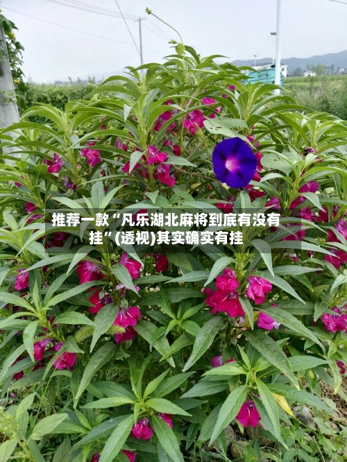 推荐一款“凡乐湖北麻将到底有没有挂”(透视)其实确实有挂-第3张图片