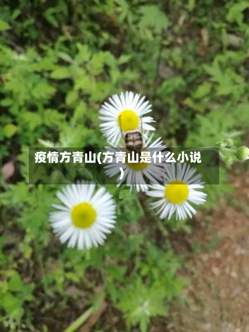 疫情方青山(方青山是什么小说)-第3张图片