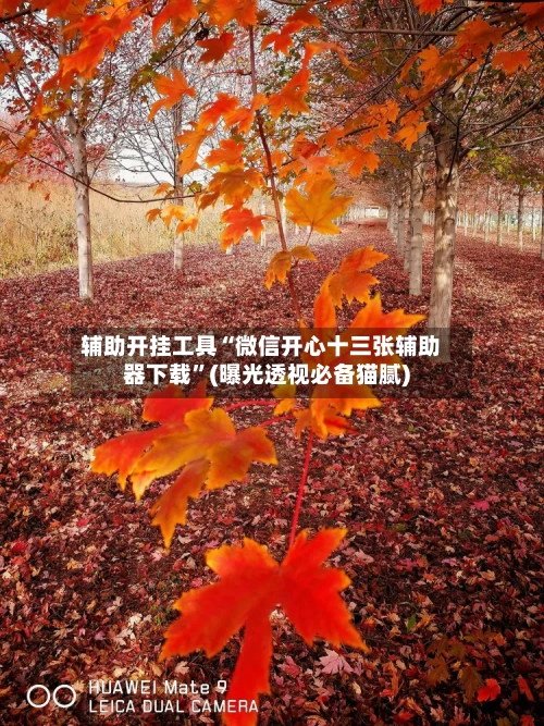 辅助开挂工具“微信开心十三张辅助器下载”(曝光透视必备猫腻)-第2张图片