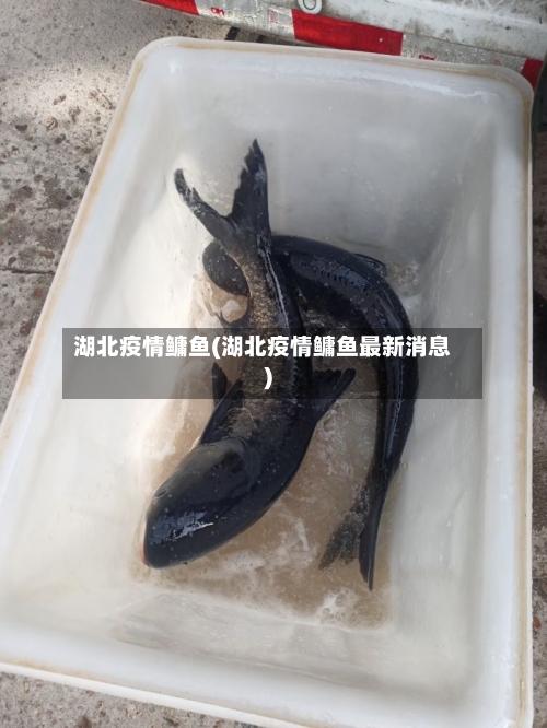 湖北疫情鳙鱼(湖北疫情鳙鱼最新消息)-第2张图片