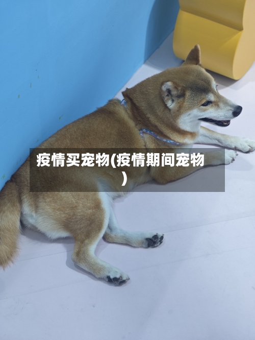 疫情买宠物(疫情期间宠物)-第1张图片